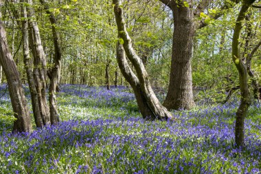 Güney İngiltere, Arlington 'da bir ormanda Bluebell halısı. BlueBell yürüyüşü.