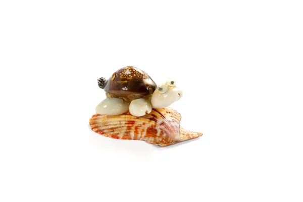 Shell turtle — Stock Photo, Image