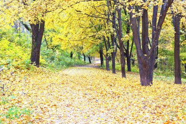 Güzel renkli sonbahar parkı