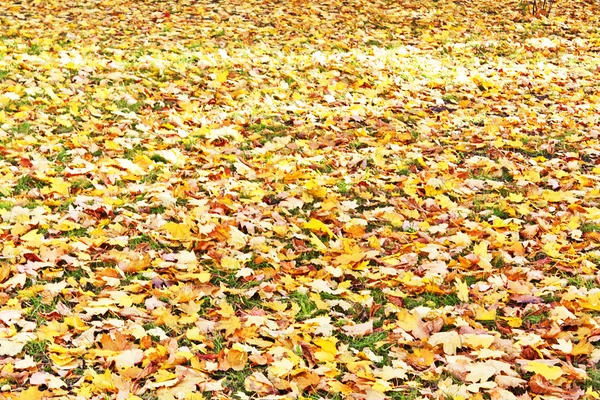Yellow fallen leaves on the green grass — Stock Photo, Image