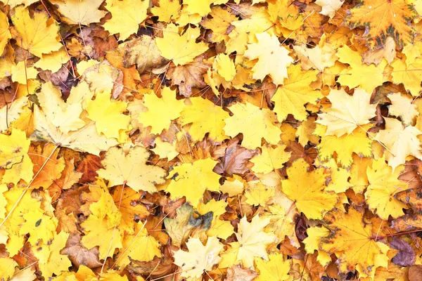 Background of yellow leaves — Stock Photo, Image