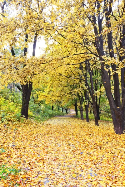 Güzel renkli sonbahar parkı
