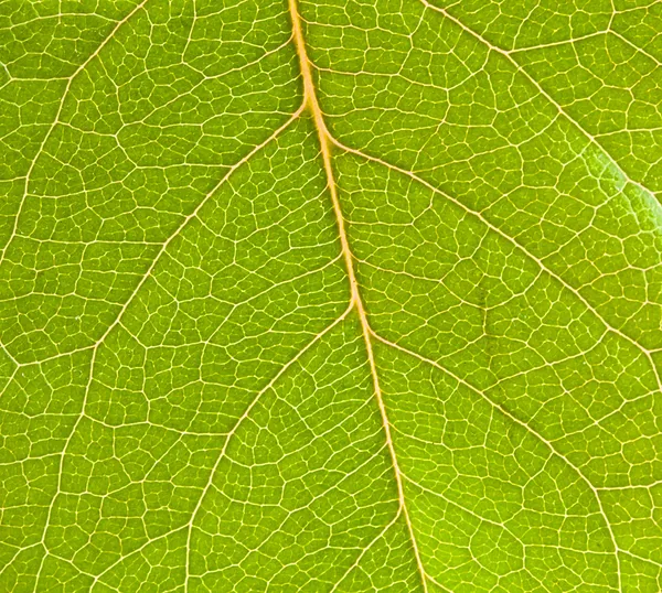 Green leaf close up — Stock Photo, Image