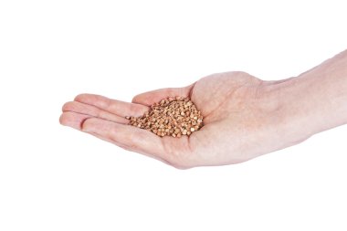 avuç içinde buğday