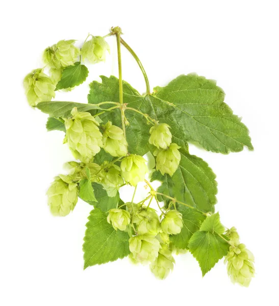 Branche de houblon — Photo