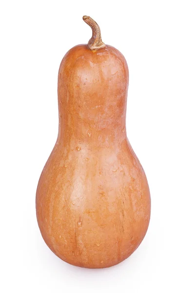 Calabaza de mantequilla —  Fotos de Stock