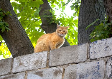bir çitin üstünde kırmızı kedi
