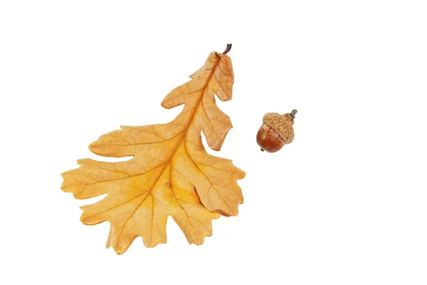 Acorn and oak leaf — Stock Photo, Image