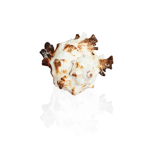 소라 껍데기 — 스톡 사진