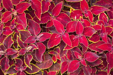 Kırmızı coleus fabrikayı kapatma