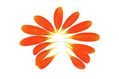 Turuncu yaprakları gerbera