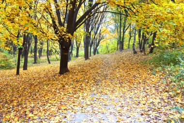 Güzel renkli sonbahar parkı