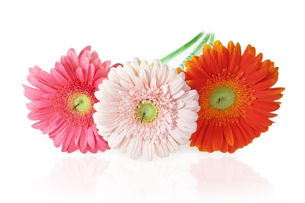 Üç gerbera — Stok fotoğraf