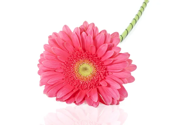 Pembe gerbera — Stok fotoğraf