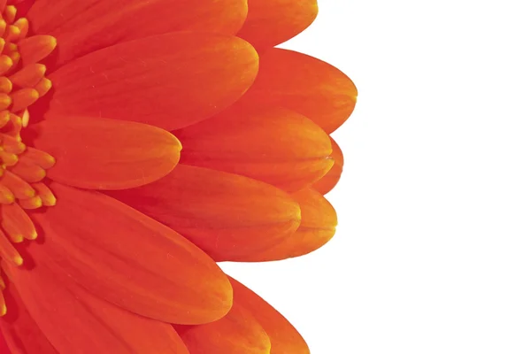 De helft van de gerbera 's — Stockfoto