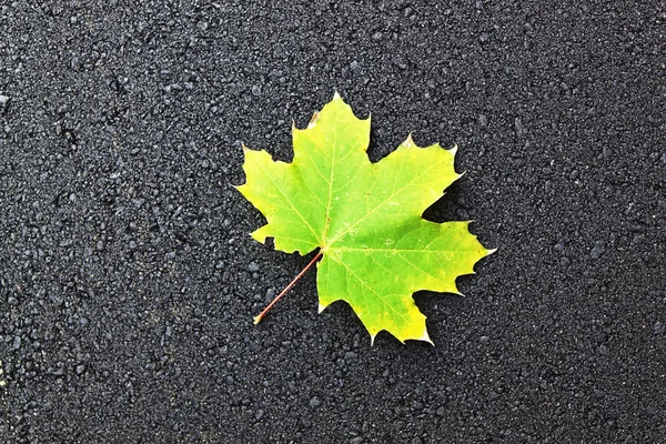 Green leaf on black asphalt — Stock Photo, Image