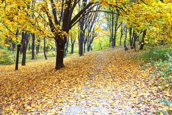 Piękny kolorowy jesienny park — Zdjęcie stockowe