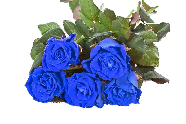 Bouquet of blue roses — Stock Photo, Image