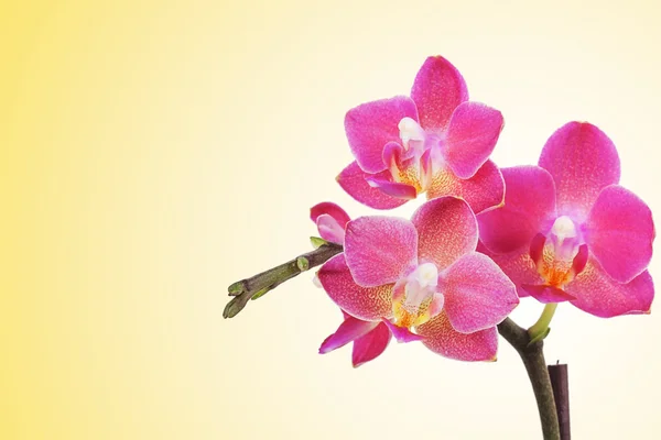 Bellissimi fiori di orchidea rosa — Foto Stock