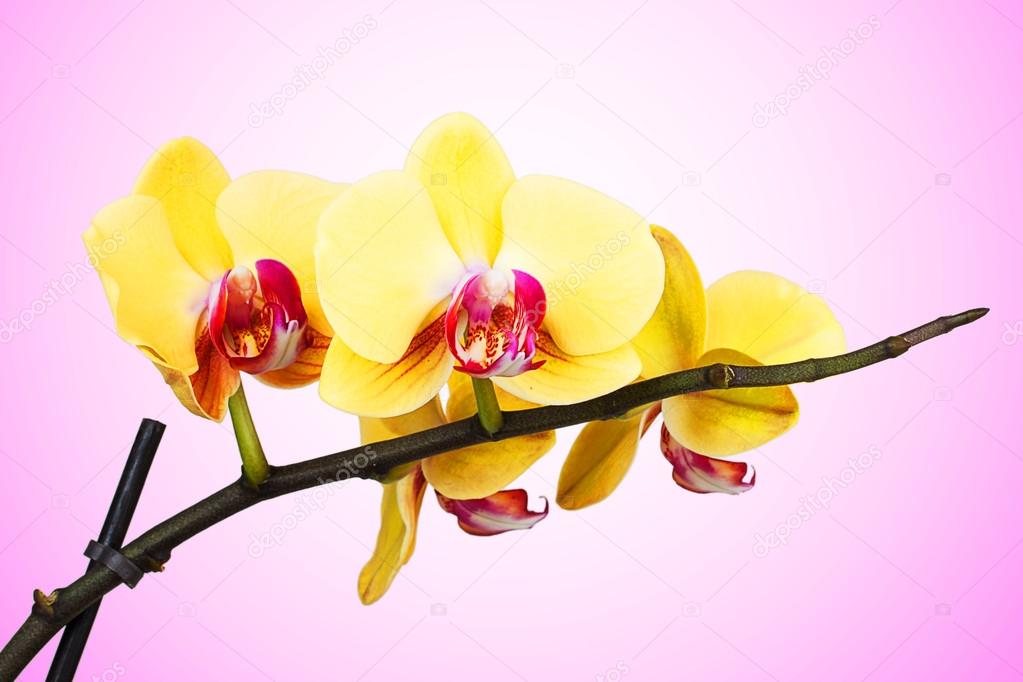 beautiful yellow orchid flowers