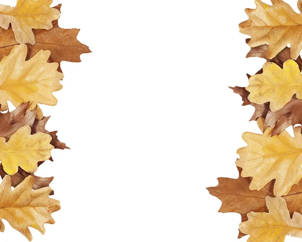 Oak leaves on either side of the image — Stock Photo, Image