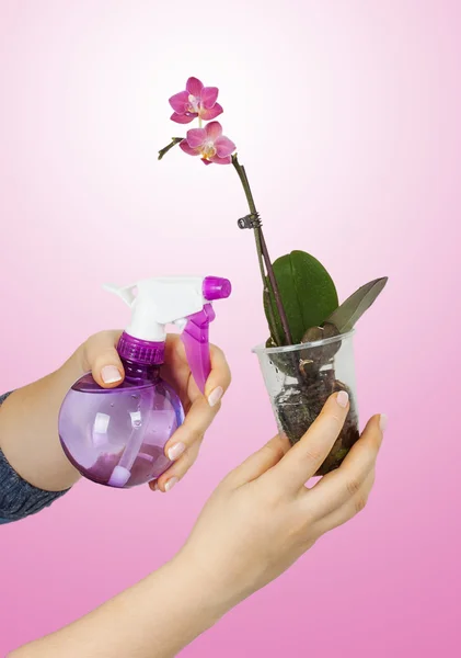 Woman's hand spray pink orchid — Stock Photo, Image