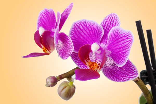 Orchidea viola — Foto Stock