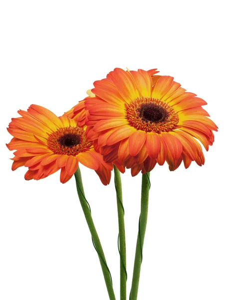 Három gerbera — Stock Fotó