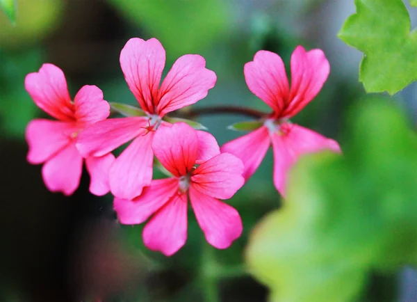 Pink flowers — Stock Photo, Image