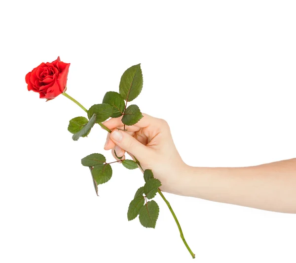 Mano femenina sosteniendo una rosa roja — Foto de Stock