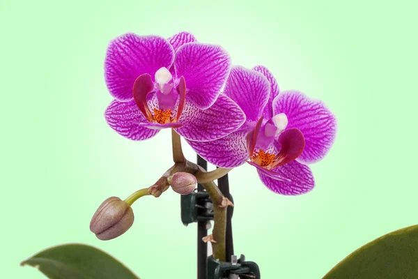 Orchidea viola — Foto Stock