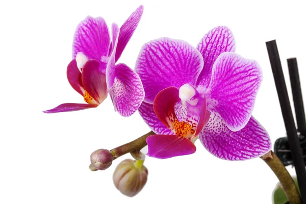 Orchidea viola — Foto Stock