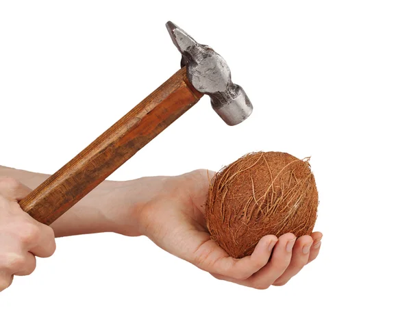 Hammer breaks a coconut in male hand — Stock Photo, Image