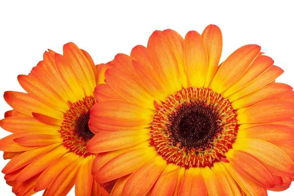 Gros plan deux gerbera orange — Photo