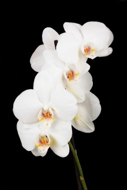 Beyaz Orkide çiçek