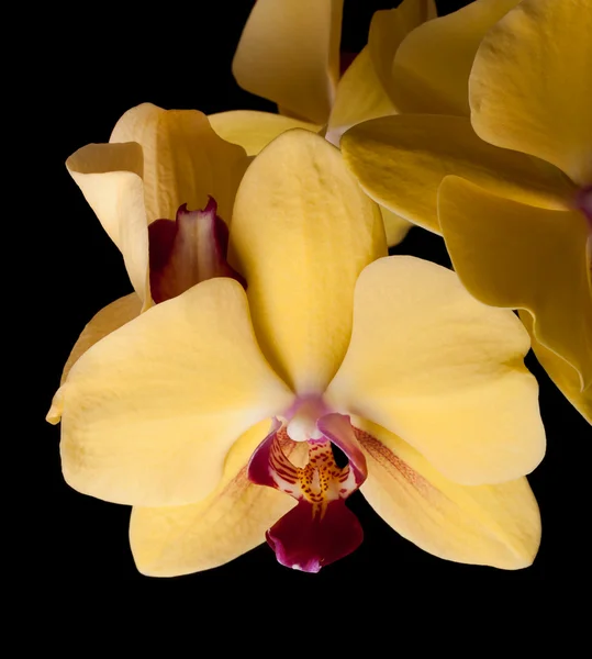 Yellow orchid flowers — Stock Photo, Image
