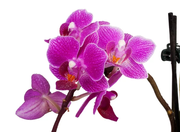 Orchidea viola — Foto Stock