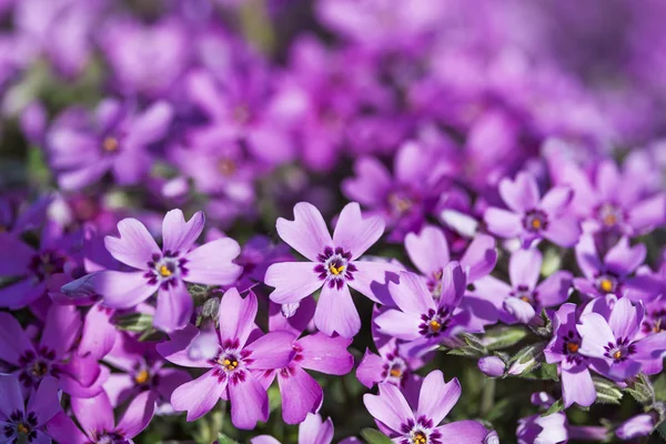 Dzikie kwiaty fioletowe — Zdjęcie stockowe