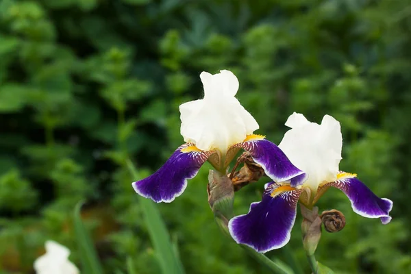 Purple iris flower on green background — Stock Photo, Image