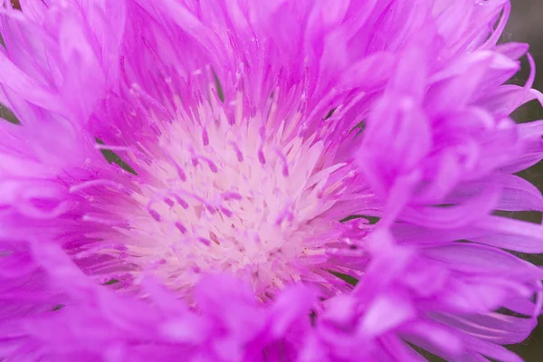 Offene lila Blume aus nächster Nähe — Stockfoto