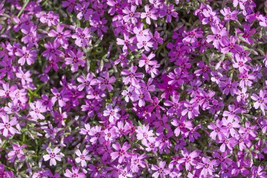 vahşi mor çiçekler