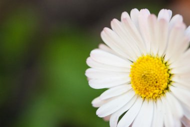  yeşil ve sarı çiçek doğa daisy arka plan