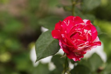 Yeşil arka planda güzel kırmızı bir gül