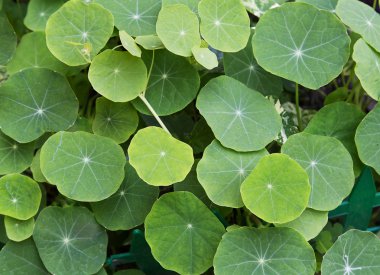 makro çekim nasturtium Grubu'nun bırakır