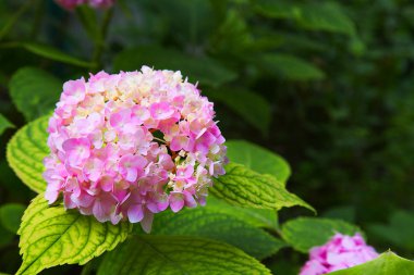 güzel pembe çiçek