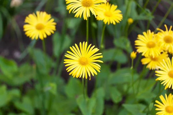 Żółty stokrotka w kwitnący wiosna łąka — Zdjęcie stockowe