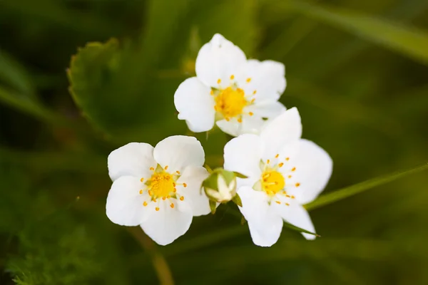 Beautiful white wild strawberry flowers — Stock Photo, Image