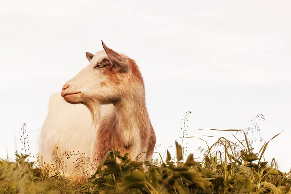 Cabra doméstica en un contexto de naturaleza — Foto de Stock