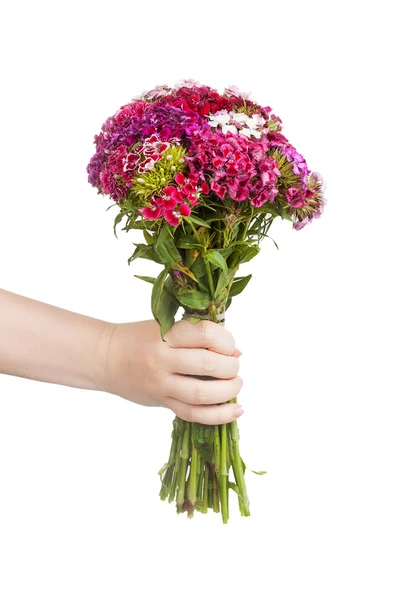 Bouquet di garofani turchi in mano femminile — Foto Stock
