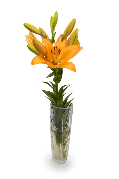 Lily flower in a crystal vase — Stock Photo, Image